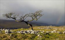 littondale gold.jpg